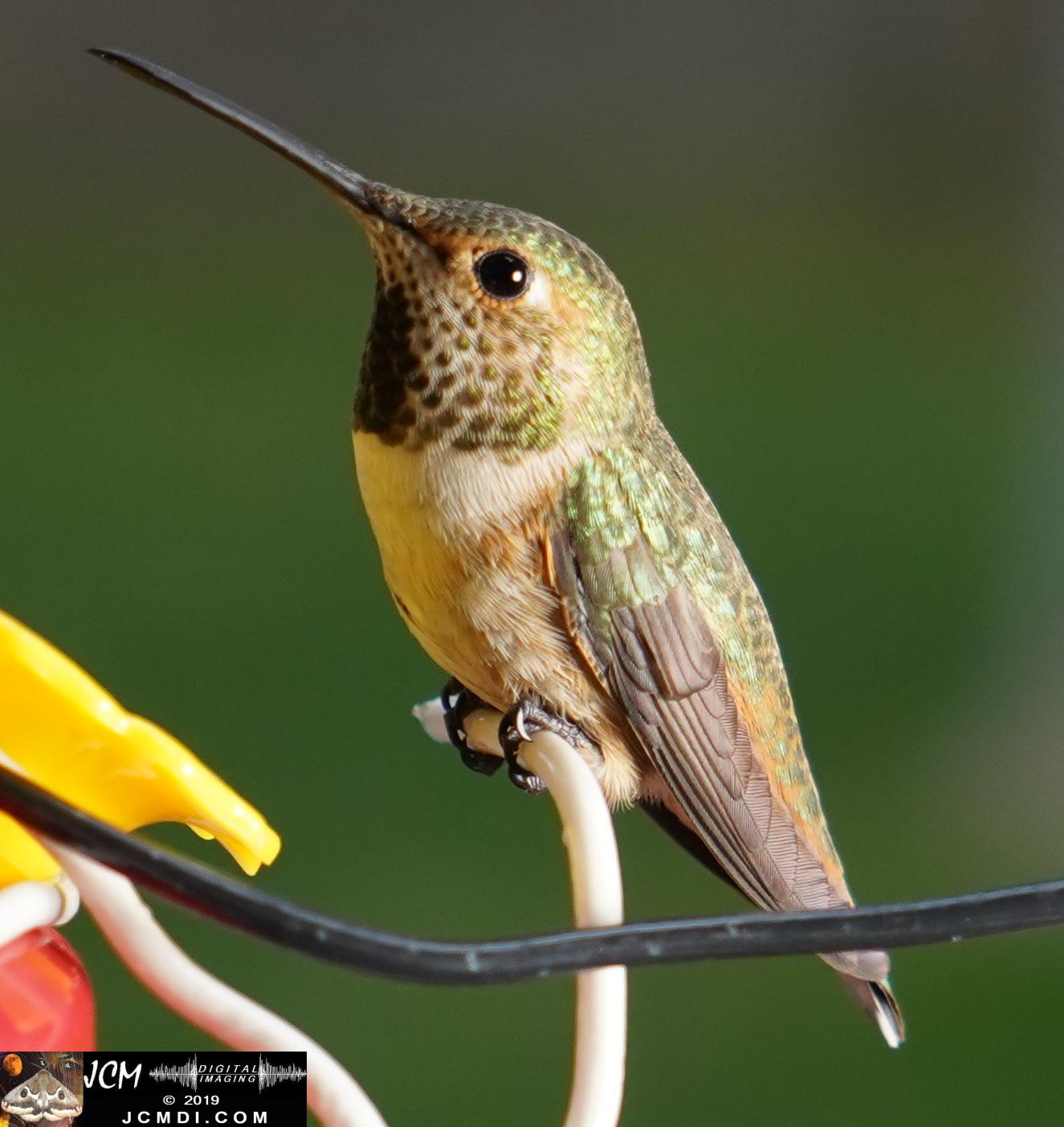 Allens Hummingbird female